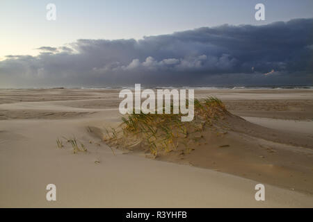 Embryo dune development: Sand couch grass on a very small dune on a stormy beach Stock Photo