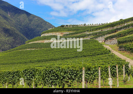 wine growing in south tyrol near bressanone Stock Photo