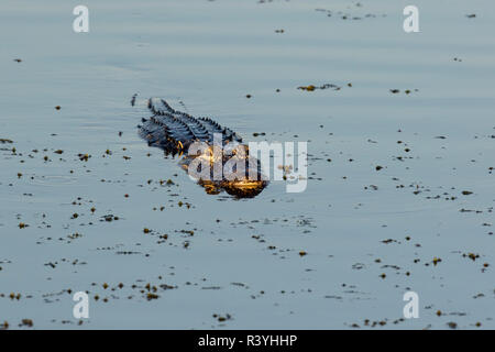 American Alligator (Alligator mississippiensis) Viera Wetlands, Brevard County, Florida Stock Photo