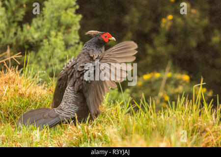 USA, Hawaii. Male kalij pheasant. Stock Photo