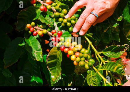 Red coffee cherries on the vine at the Kauai Coffee Company, Island of Kauai, Hawaii, USA (MR) Stock Photo