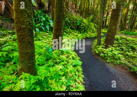 Palm Jungle trail at Hawaii Tropical Botanical Garden, Hamakua Coast, Big Island, Hawaii, USA Stock Photo