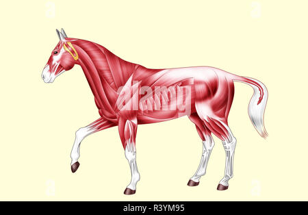 Horse anatomy - Muscles Stock Photo: 226187394 - Alamy