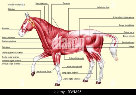Horse Anatomy Muscles Stock Photo Alamy