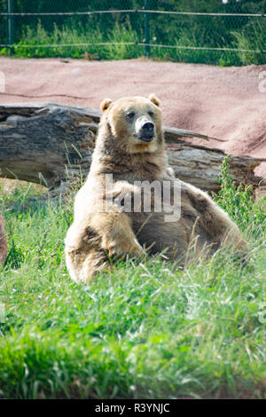 A grizzly bear chilling at Bear Country, South Dakota. Stock Photo