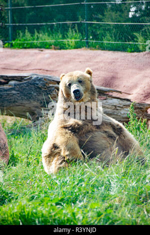A grizzly bear chilling at Bear Country, South Dakota. Stock Photo