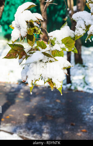 melting first snow on green leaves in autumn Stock Photo