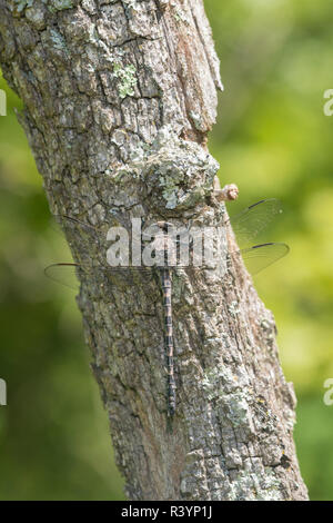 Gray Petaltail (Tachopteryx Thoreyi) Fortune Hollow Fen Dent County, Missouri Stock Photo