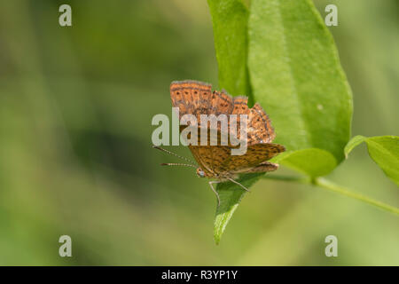 Swamp Metalmark (Calephelis mutica) Fortune Hollow Fen Dent County, Illinois Stock Photo