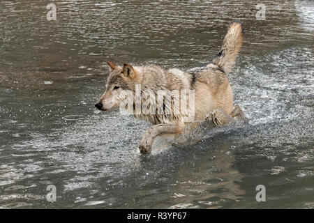 Gray Wolf or Timber Wolf running through water, (Captive) Canis lupus, Montana Stock Photo