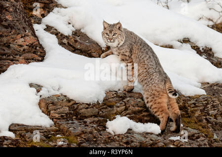 Bobcat in snow (Captive) Montana. Lynx Rufus Stock Photo