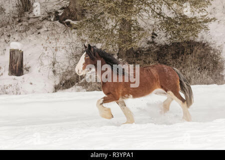 Belgian Horse roundup in winter, Kalispell, Montana. Equus ferus caballus Stock Photo