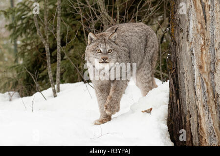 Captive Canada Lynx or Canadian Lynx in winter, Montana. Lynx canadensis, Felidae Stock Photo