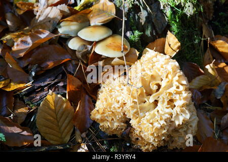 Cauliflower fungus and other mushrooms on rotten wood Stock Photo