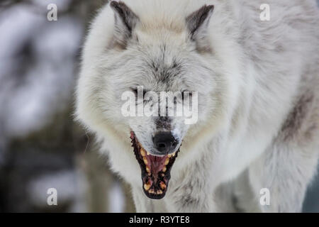 Captive gray wolf portrait at the Grizzly and Wolf Discovery Center in West Yellowstone, Montana, USA Stock Photo