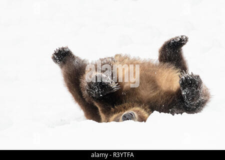 Captive grizzly bear at the Grizzly and Wolf Discovery Center in West Yellowstone, Montana, USA Stock Photo