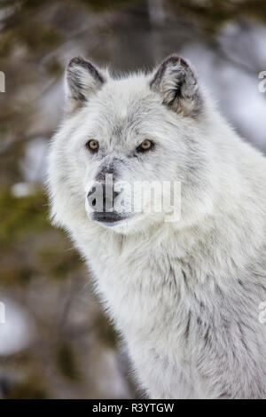 Captive gray wolf portrait at the Grizzly and Wolf Discovery Center in West Yellowstone, Montana, USA Stock Photo