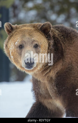 Captive grizzly bear at the Grizzly and Wolf Discovery Center in West Yellowstone, Montana, USA Stock Photo