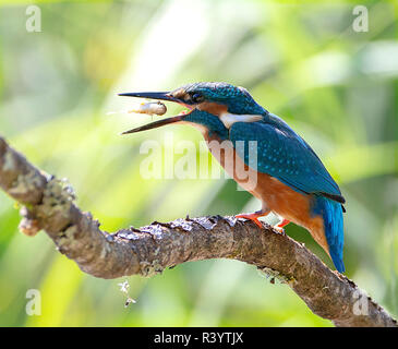 Common Kingfisher sitting on a branch with a fish silhouetted between its bills Stock Photo