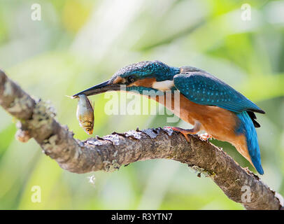 Common Kingfisher sitting on a branch with a fish in its bill Stock Photo