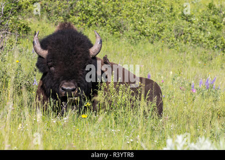 Stacked pile of cast elk horns at the National Bison Range in Montana, USA  Stock Photo - Alamy