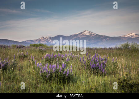 Stacked pile of cast elk horns at the National Bison Range in Montana, USA  Stock Photo - Alamy