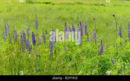 Narrow-leafed lupins (Lupinus angustifolius), blossoms in a meadow, Bavaria, Germany Stock Photo