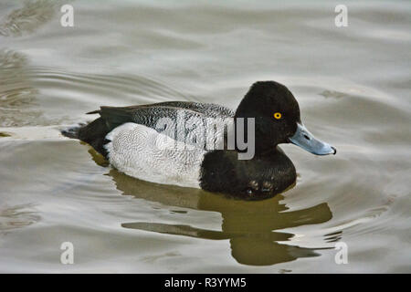 Male, Ring-necked Duck, swimming, Dawson Creek Park, Hillsboro, Oregon, USA Stock Photo