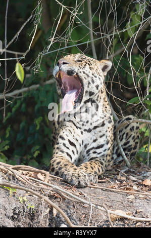 Male Jaguar (Panthera onca) yawning on a riverbank, Cuiaba river, Pantanal, Mato Grosso, Brazil Stock Photo