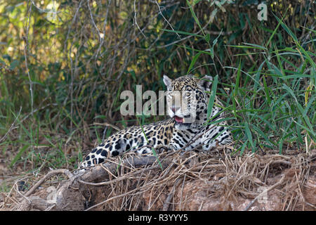 Female Jaguar (Panthera onca) laying on a riverbank, Cuiaba river, Pantanal, Mato Grosso, Brazil Stock Photo