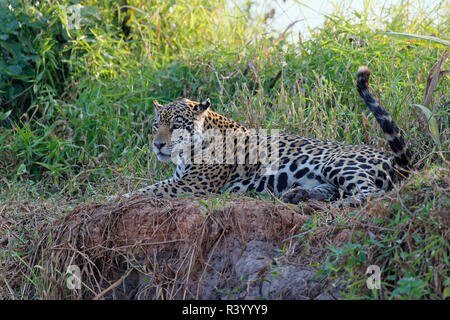 Female Jaguar (Panthera onca) laying on a riverbank, Cuiaba river, Pantanal, Mato Grosso, Brazil Stock Photo