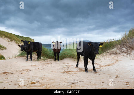 Young Aberdeen Angus cattle stand in dune landscape at the Cape of Balnakeil, Durness, Caithness, Sutherland and Easter Ross Stock Photo