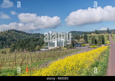 USA, Oregon, Dundee, Winderlea Vineyard with Mustard Blooming in the Dundee Hills of the Willamette Valley Stock Photo