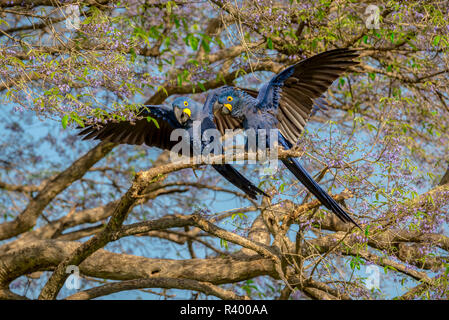 Hyacinth macaws (Anodorhynchus hyacinthinus), animal couple in the tree during courtship display, Pantanal, Mato Grosso do Sul Stock Photo