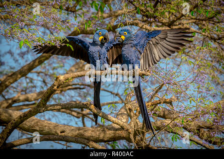 Hyacinth macaws (Anodorhynchus hyacinthinus), animal couple in the tree during courtship display, Pantanal, Mato Grosso do Sul Stock Photo