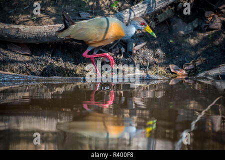 Grey-necked wood rail (Aramides cajaneus) at the water, Pantanal, Mato Grosso, Brazil Stock Photo