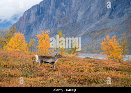 Reindeer (Rangifer tarandus) in autumnal mountain landscape, Stora Sjöfallet National Park, Laponia, Norrbotten, Lapland Stock Photo