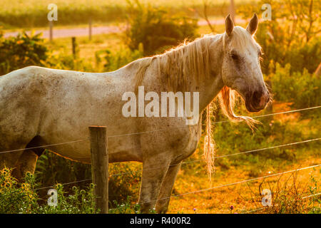 Lancaster County, Pennsylvania. Dappled horse catches mane on barbed wire Stock Photo