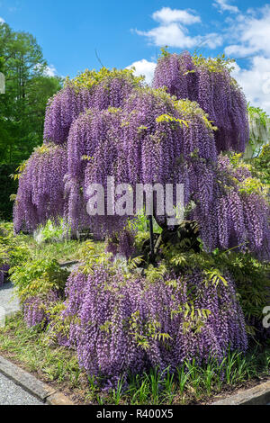 japanese-wisteria-longwood-