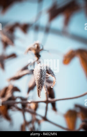 Vertical photo with detail of dry leaf of climbing plant. Leaf is almost completely covered by frost and white ice crystals. Other leaves and blue sky Stock Photo