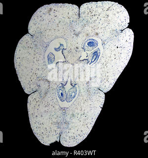 Lily ovary micrograph Stock Photo