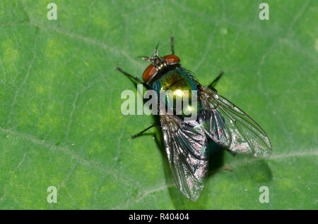 Blow Fly, Lucilia sp., female Stock Photo