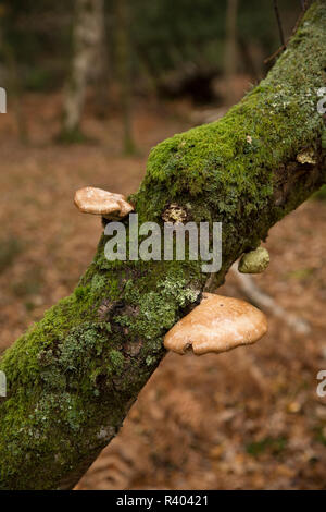 Birch polypore, or razorstrop fungus, Piptoporus betulinus, growing on a birch tree in deciduous woodland in the New Forest Hampshire England UK GB Stock Photo
