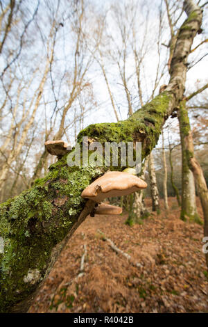 Birch polypore, or razorstrop fungus, Piptoporus betulinus, growing on a birch tree in deciduous woodland in the New Forest Hampshire England UK GB Stock Photo