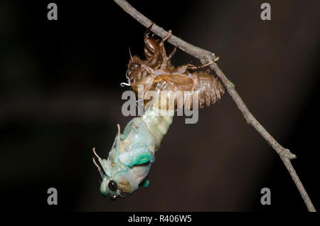 Lyric Cicada, Neotibicen lyricen, molting Stock Photo