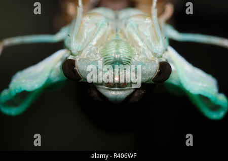 Lyric Cicada, Neotibicen lyricen, molting Stock Photo