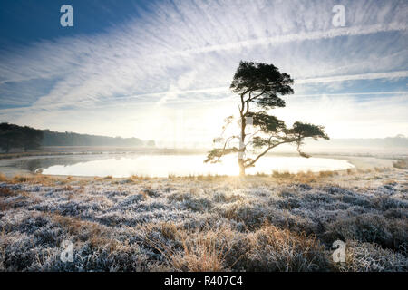 beautiful sunrise behind pine tree over lake on frosty morning Stock Photo