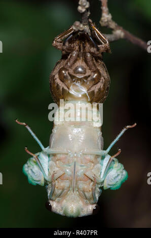 Lyric Cicada, Neotibicen lyricen, molting Stock Photo