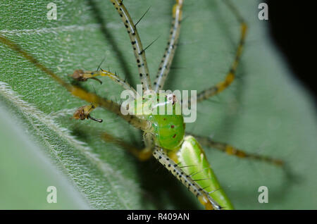 Green Lynx Spider, Peucetia viridans, male on Ashy Sunflower, Helianthus mollis, leaf Stock Photo