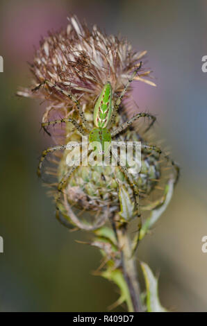 Green Lynx Spider, Peucetia viridans, female on thistle, Cirsium sp. Stock Photo